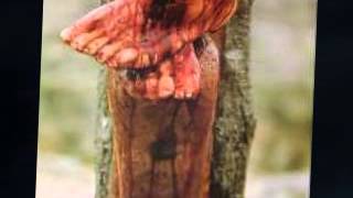Olive Kline - Whispering Hope Olive Kline - Whispering Hope