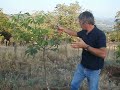 ΦΥΤΩΡΙΟ ΚΑΡΥΔΙΑΣ ΣΑΡΓΙΩΤΗ ΚΛΑΔΕΜΑ ΚΑΡΥΔΙΑΣ (6937327107)