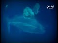 نبيل العوضي في برنامج مشاهد