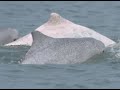 Taiwan's critically endangered pink dolphins in 2010