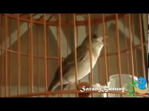 VIDEO : kicau burung sikatan londo blasteran - sikatan londo, nama yang unik bukan untuk sebuah burung dengan ukuran kecil. londo mengingatkan kita pada bangsa yang  ...