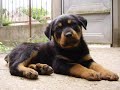 Doberman Vs Rottweiler images Doberman Vs Rottweiler