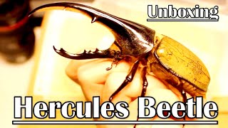 Unboxing Monster Rhino Beetles Dynastes Hercules