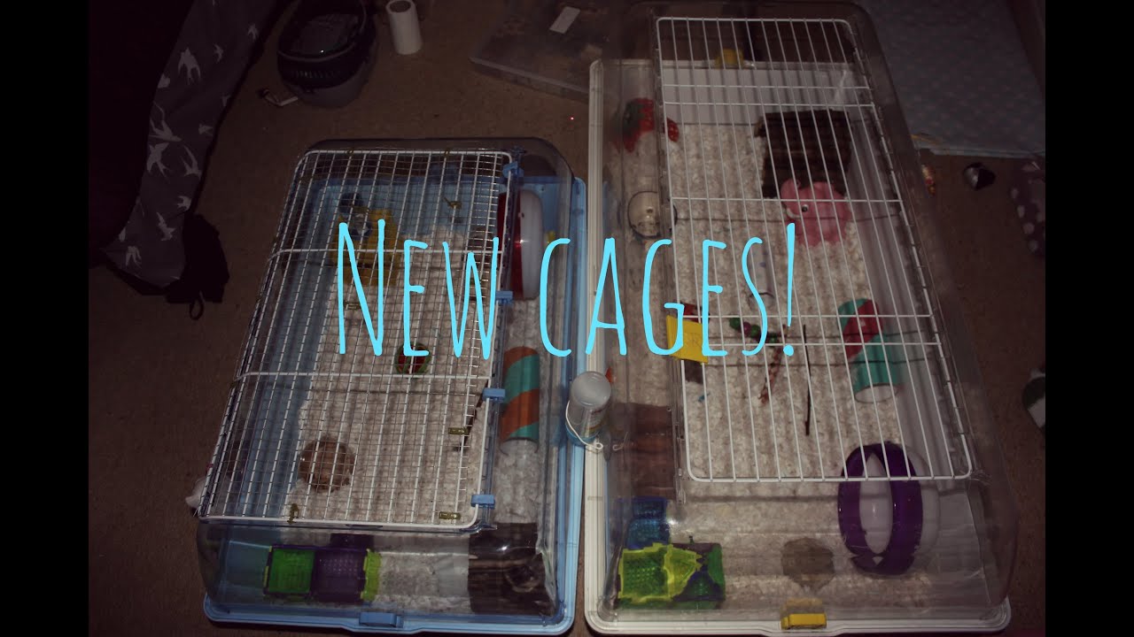 the hamsters new accommodation new cages youtube light cages amazon