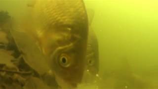 снасть убийца карасей подводное видео снасть убийца карасей подводное видео