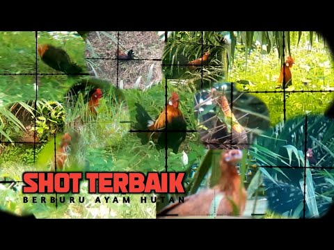 Shot shot terbaik berburu ayam hutan 2022 @huntergumarapus1833