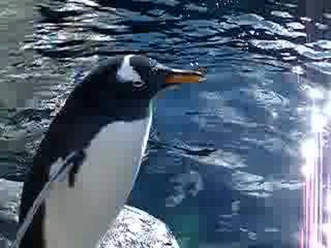 旭山動物園　ペンギン３