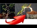 Tạo dáng thác đổ cho em mai vàng sau tết