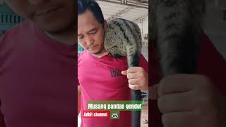 Musang Pandan Gendut Dan Gemoy