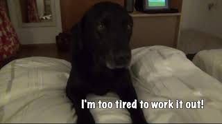 Our Black Labrador Gets Stuck