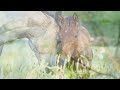 Beautiful Romantic Music: Relaxing Music, Piano Music, Violin Music, Guitar Music, Sleep Music ★101