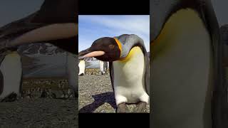 En İyi 5 Penguen #penguen #keşfet #funny #komik