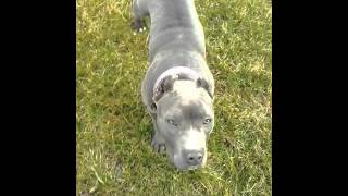 Amstaff Blue Arad 25.02.2016
