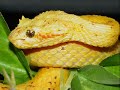 tranquilatus