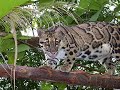 tranquilatus