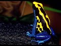 tranquilatus