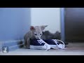 Sphynx Cats Are Always Naked, Love Shoes