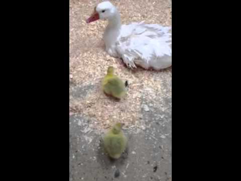 Lillian the Sebastopol Goose taking care of her babies