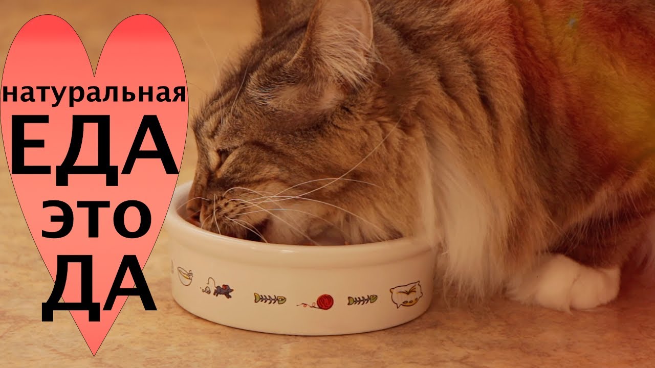 Питание для кошки в домашних условиях 352