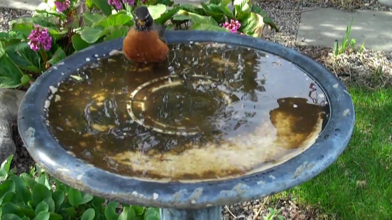 bird bath in edmonton alberta canada youtube bird bath in edmonton alberta canada youtube