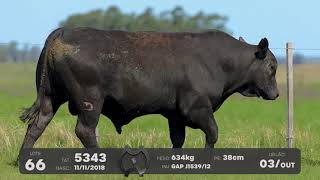 LOTE 66 - TOUROS BRANGUS - LEILÃO SÃO BIBIANO 2021