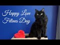 Happy Love Felines' Day
