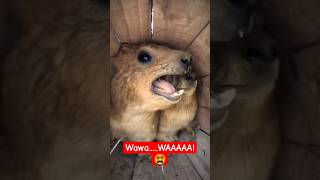 Wawa.....waaaa Viral