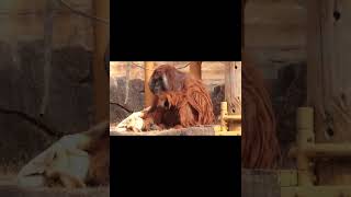 Male Orangutan Sitting. Chill.