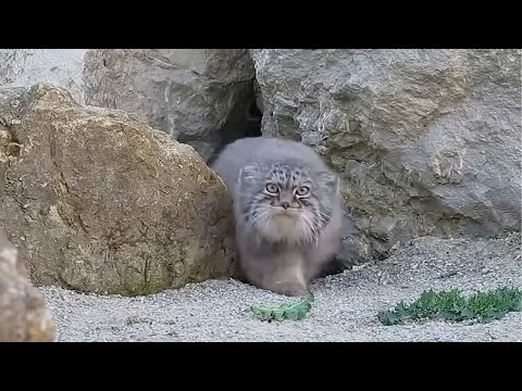 Pallas cat has Vietnam flashback Pallas cat has Vietnam flashback