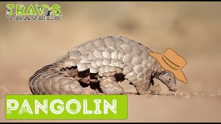 Pangolin
