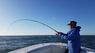 fighting albie using light 9'6" Black Hole Suzuki Special rod/IRT 300 reel