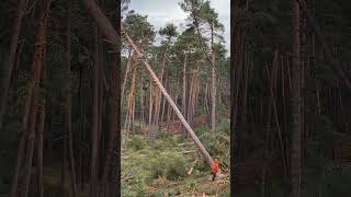 Forestry Work With Sthil And Machinery #Wood #Love #Montains #Tree #Harvest #Harvester #Viral #Pinoy