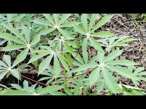 Cari bibit singkong....#kebunsendiri #tanahgambut #nanasmanis Cari bibit singkong....#kebunsendiri #tanahgambut #nanasmanis