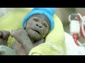 Baby Gorilla Born By Rare C-Section at San Diego Zoo Safari Park
