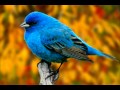 Bird York - No have fear.