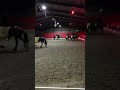 Luxe Paarden Bingo bij Hs Heiloo 10 November 2018 met een te gekke shows, like ons op Facebook !!