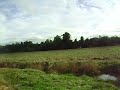 CAZERIA DE LIEBRES CON GALGOS..... OSORNO, CHILE