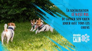 Et Si Laisser Ton Chiot Jouer Avec Tous Les Amis Chiens Nétait Pas La Bonne Chose À Faire