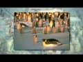 Joan Embery Project Animals Frank Todd - Emperor Penguins
