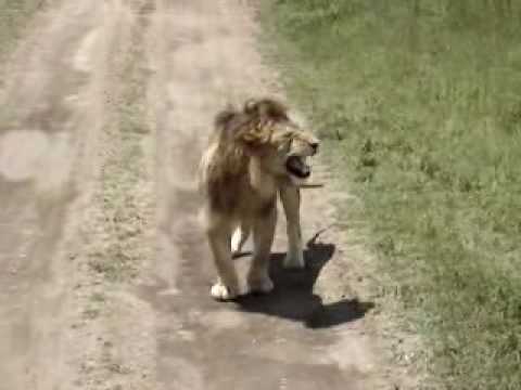 Tanzania Safari