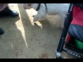 PERROS DE ATAQUE