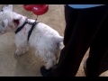 PERROS DE ATAQUE