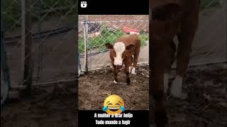 Mulher A Tirar Beijo E Vaca A Fugir