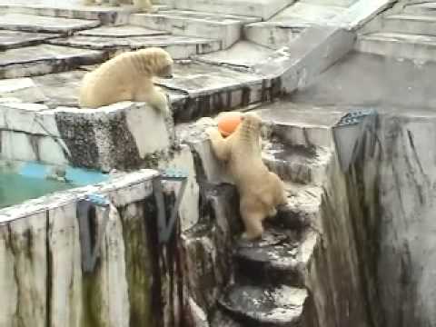 円山動物園 ホッキョクグマ イコロが飛んだ日~Polar Bear Jnmp~