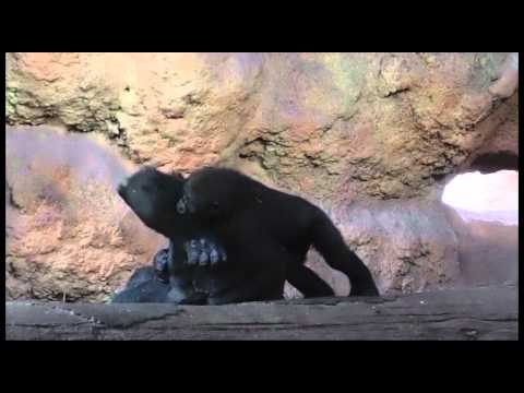 じゃれるニシローランドゴリラのこども②・上野動物園