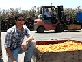 Apricot