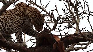 Tavangumi Male Leopard in a Tree with an Impala Kill
