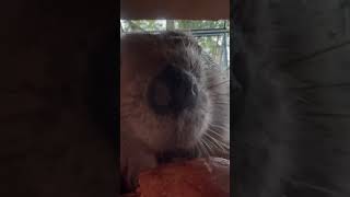 Tulip Eating A Sweet Potato