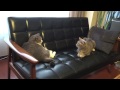 猫バトルは突然に - Cat Battle on Sofa -