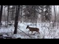 Good Samaritan Helps Deer | Deer Rescue